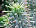 Hoodia. Hoodia - usine incroyable pour la perte de poids.